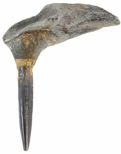 Enchodus Fang With Jaw Section - Texas #42431